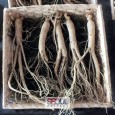 Korean ginseng has long been popular with Asians as it is well known for it’s health properties. On the 7Th November, The Embassy of Republic of Korea hosted the Korean […]